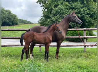 Oldenburg, Stallion, Foal (04/2025), 16,2 hh, Can be white