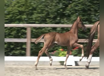 Oldenburg, Stallion, Foal (06/2025), 16,2 hh, Chestnut