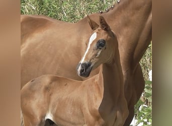 Oldenburg, Stallion, Foal (06/2025), 16,2 hh, Chestnut