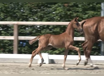 Oldenburg, Stallion, Foal (06/2025), 16,2 hh, Chestnut