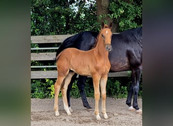 Oldenburg, Stallion, , 16,2 hh, Chestnut