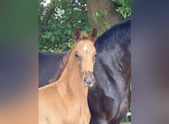 Oldenburg, Stallion, , 16,2 hh, Chestnut
