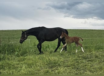 Oldenburg, Stallion, Foal (05/2025), 16,2 hh, Chestnut