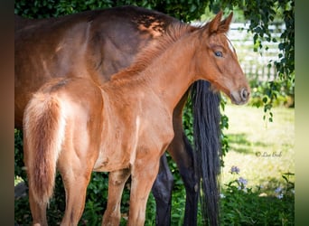 Oldenburg, Stallion, , 16,2 hh, Chestnut-Red