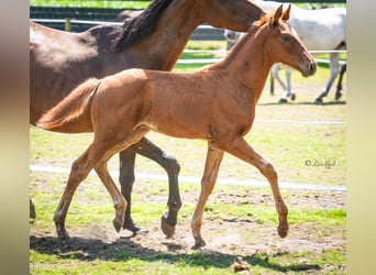 Oldenburg, Stallion, , 16,2 hh, Chestnut-Red