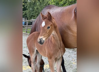 Oldenburg, Stallion, , 16,2 hh, Chestnut-Red