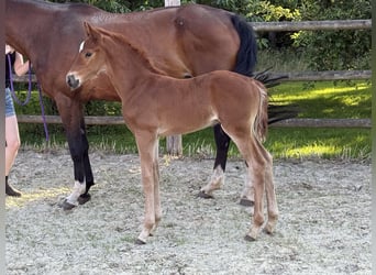 Oldenburg, Stallion, , 16,2 hh, Chestnut-Red