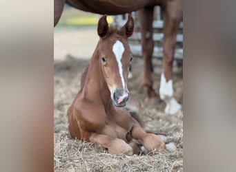 Oldenburg, Stallion, Foal (06/2025), 16,2 hh, Chestnut-Red