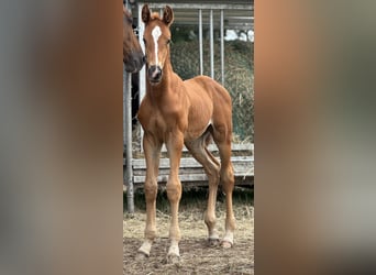 Oldenburg, Stallion, Foal (06/2025), 16,2 hh, Chestnut-Red