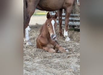 Oldenburg, Stallion, , 16,2 hh, Chestnut-Red