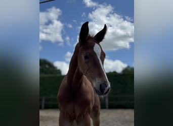 Oldenburg, Stallion, , 16,2 hh, Chestnut-Red