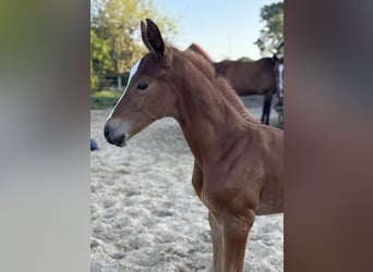 Oldenburg, Stallion, , 16,2 hh, Chestnut-Red