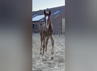 Oldenburg, Stallion, , 16,2 hh, Chestnut-Red