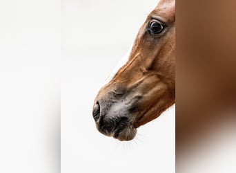 Oldenburg, Stallion, , 16,2 hh, Chestnut-Red
