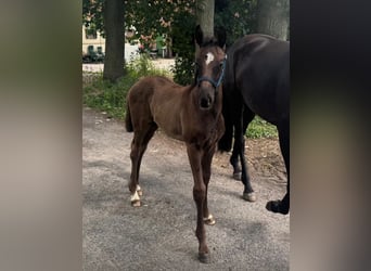 Oldenburg, Stallion, , 16,2 hh, Smoky-Black