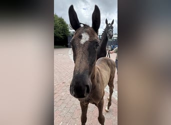 Oldenburg, Stallion, , 16,2 hh, Smoky-Black