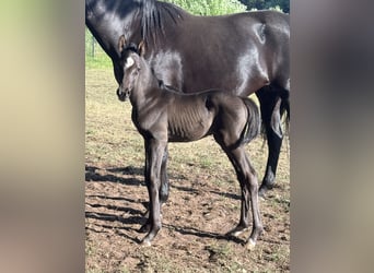Oldenburg, Stallion, , 16,2 hh, Smoky-Black