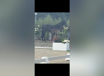 Oldenburg, Stallion, , 16,2 hh, Smoky-Black
