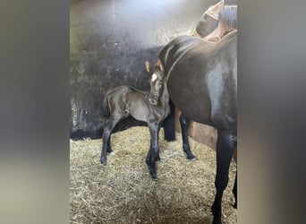 Oldenburg, Stallion, , 16,2 hh, Smoky-Black