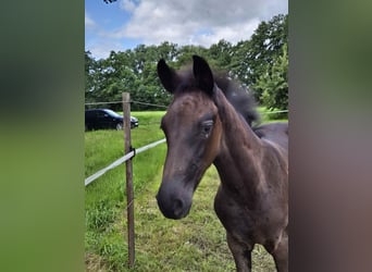 Oldenburg, Stallion, Foal (05/2025), 16,2 hh, Smoky-Black