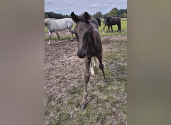 Oldenburg, Stallion, Foal (05/2025), 16,2 hh, Smoky-Black