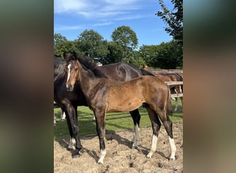 Oldenburg, Stallion, Foal (03/2025), 16,3 hh, Bay-Dark