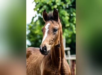 Oldenburg, Stallion, Foal (03/2025), 16,3 hh, Bay-Dark