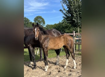 Oldenburg, Stallion, Foal (03/2025), 16,3 hh, Bay-Dark