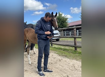 Oldenburg, Stallion, Foal (03/2025), 16,3 hh, Bay-Dark