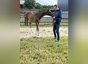 Oldenburg, Stallion, Foal (03/2025), 16,3 hh, Bay-Dark