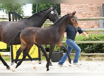 Oldenburg, Stallion, , 16,3 hh, Bay-Dark