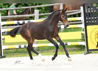 Oldenburg, Stallion, , 16,3 hh, Bay-Dark