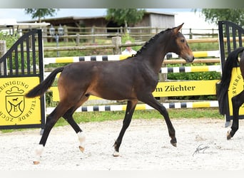 Oldenburg, Stallion, , 16,3 hh, Bay-Dark
