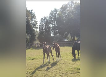 Oldenburg, Stallion, Foal (07/2025), 16,3 hh, Black