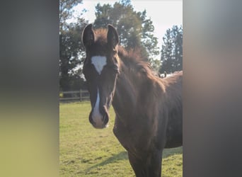 Oldenburg, Stallion, Foal (07/2025), 16,3 hh, Black