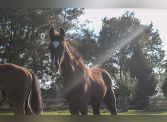 Oldenburg, Stallion, Foal (07/2025), 16,3 hh, Black