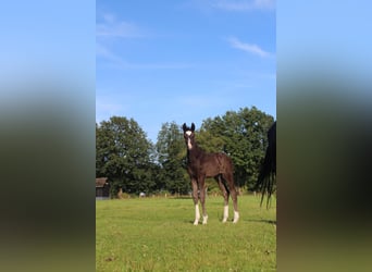 Oldenburg, Stallion, Foal (07/2025), 16,3 hh, Black