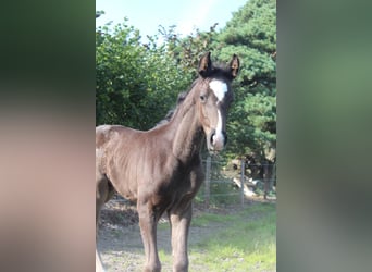 Oldenburg, Stallion, Foal (07/2025), 16,3 hh, Black