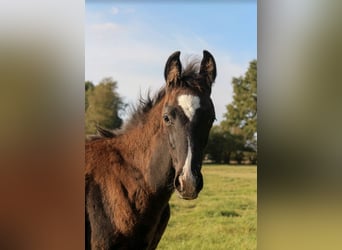 Oldenburg, Stallion, Foal (07/2025), 16,3 hh, Black