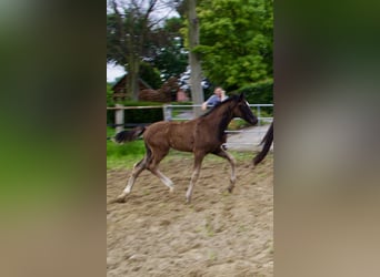 Oldenburg, Stallion, Foal (04/2025), 16,3 hh, Black
