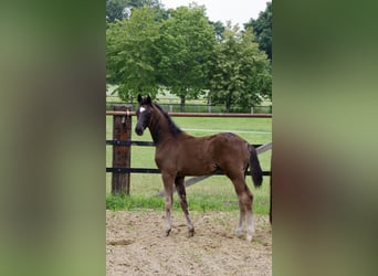 Oldenburg, Stallion, Foal (04/2025), 16,3 hh, Black
