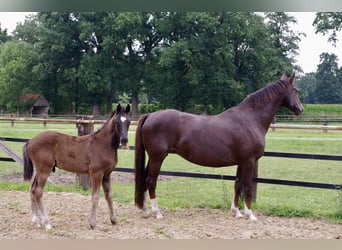 Oldenburg, Stallion, Foal (04/2025), 16,3 hh, Black