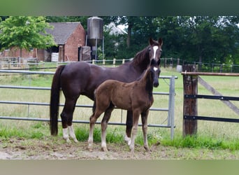 Oldenburg, Stallion, Foal (04/2025), 16,3 hh, Black