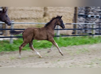 Oldenburg, Stallion, Foal (04/2025), 16,3 hh, Black
