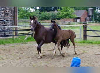 Oldenburg, Stallion, Foal (04/2025), 16,3 hh, Black