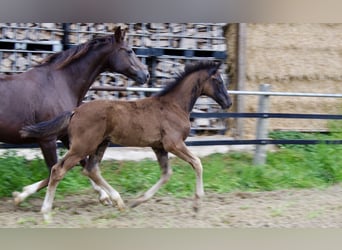Oldenburg, Stallion, Foal (04/2025), 16,3 hh, Black