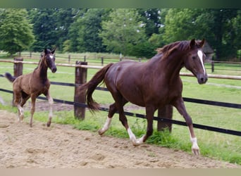 Oldenburg, Stallion, Foal (04/2025), 16,3 hh, Black