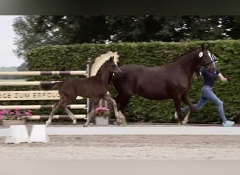 Oldenburg, Stallion, Foal (04/2025), 16,3 hh, Black
