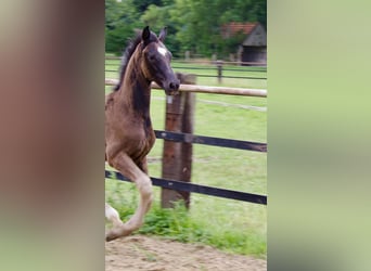 Oldenburg, Stallion, Foal (04/2025), 16,3 hh, Black
