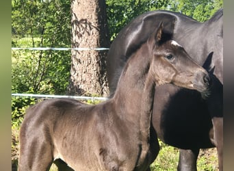 Oldenburg, Stallion, , 16,3 hh, Black